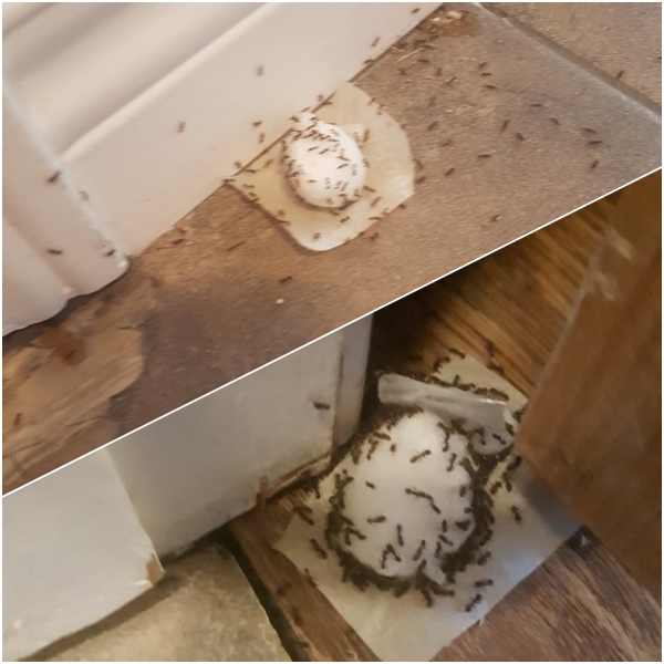 Home Made Ant Killer